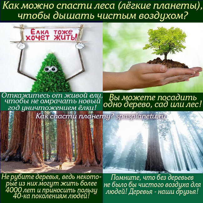 спаси лес, 10 шагов спасения планеты